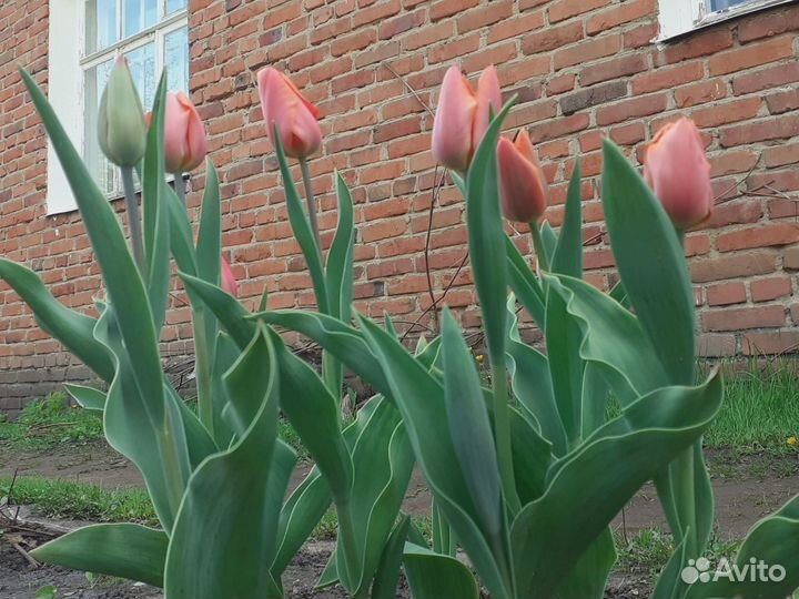 Луковицы тюльпанов