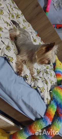 Йоркширский терьер вязка мальчик