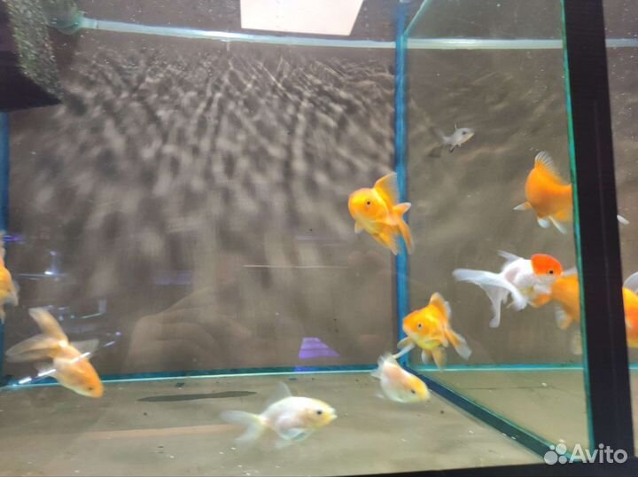 Аквариумные рыбки в ассортименте