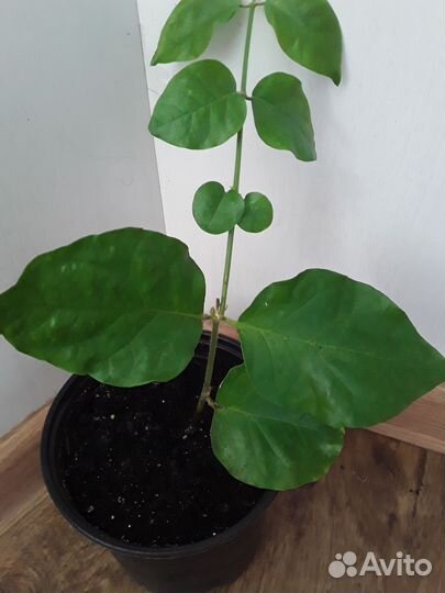 Жасмин сорт Самбак