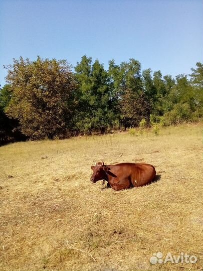 Стальная тёлка