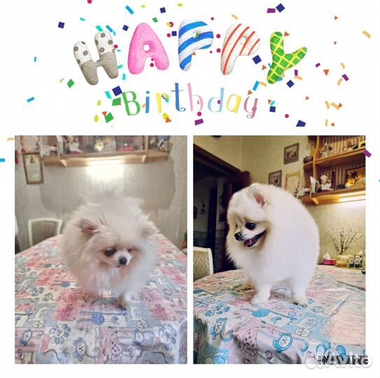 Груминг собак и кошек с выездом на дом