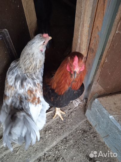 Петухи