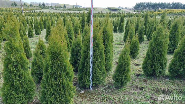 Туя экстра Смарагд 140-160см