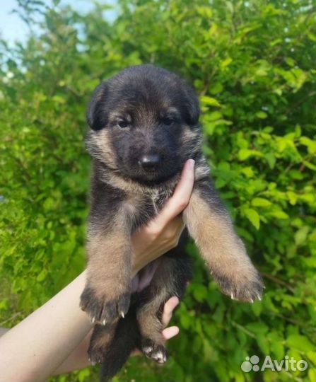 Щенки немецкой овчарки