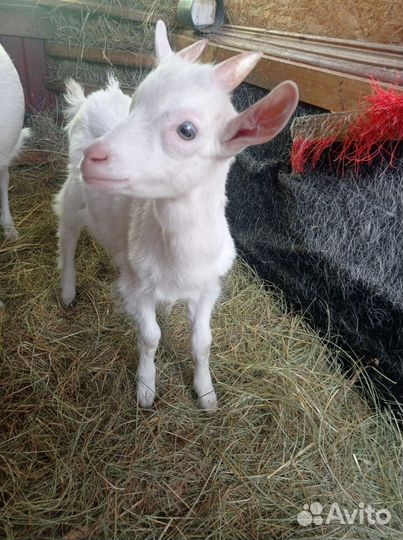 Козленок