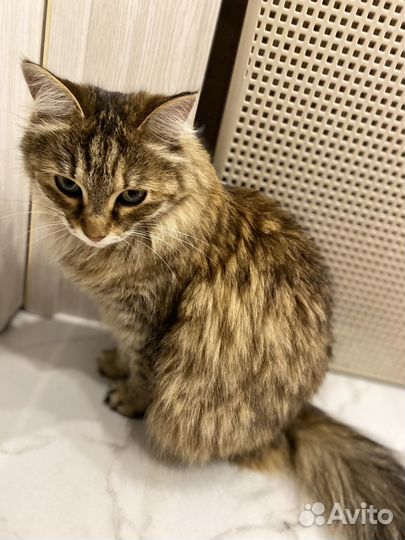 Кошки в добрые руки