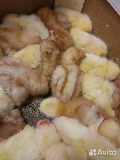 Инкубационное яйцо бройлера, несушек