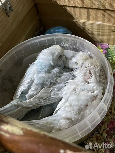 Волнистый попугай