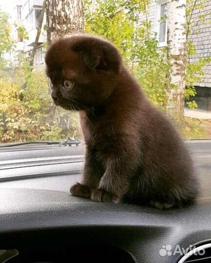 Шотландская