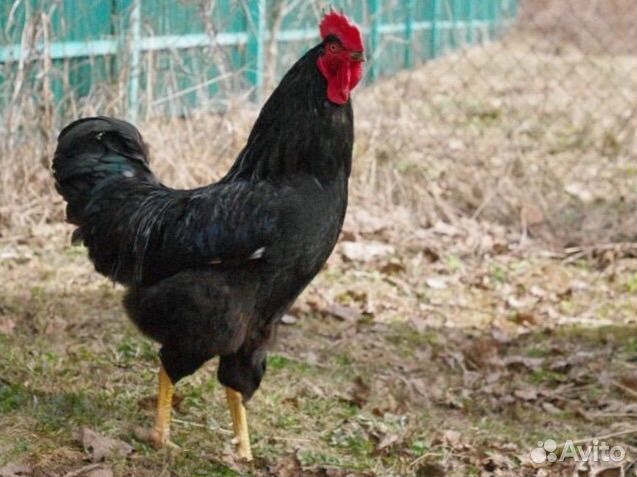 Петух черный 10 мес, порода Московская
