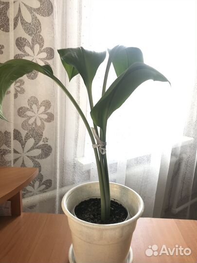 Продаются цветы