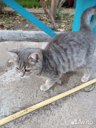 Отдам котёнка