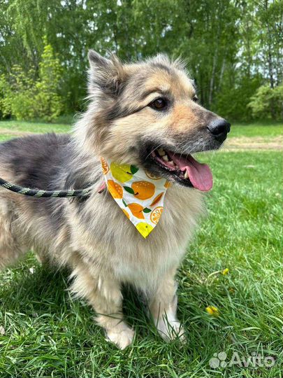 Собака в добрые руки отдам бесплатно