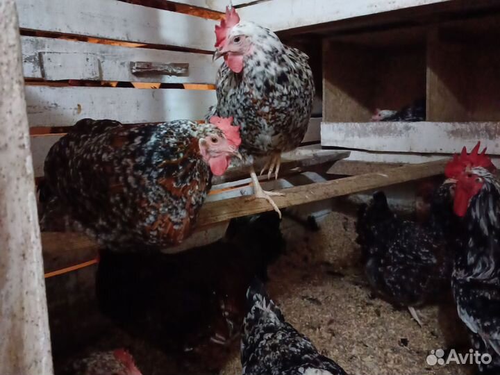 Инкубационное яйцо породных кур