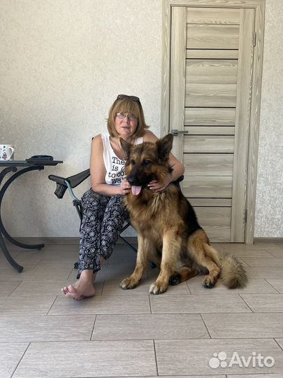 Немецкая овчарка вязка кобель