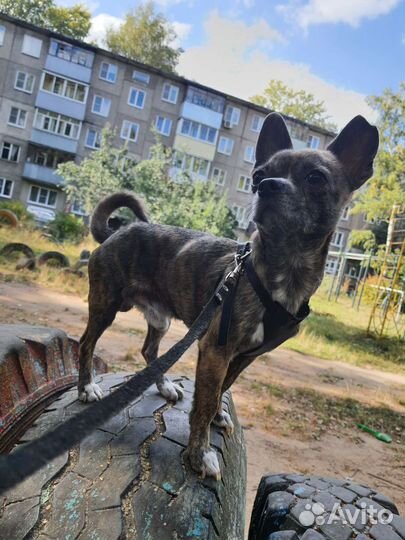 Чихуахуа кабель вязка