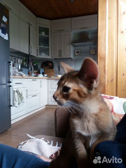 Котята дикого окраса