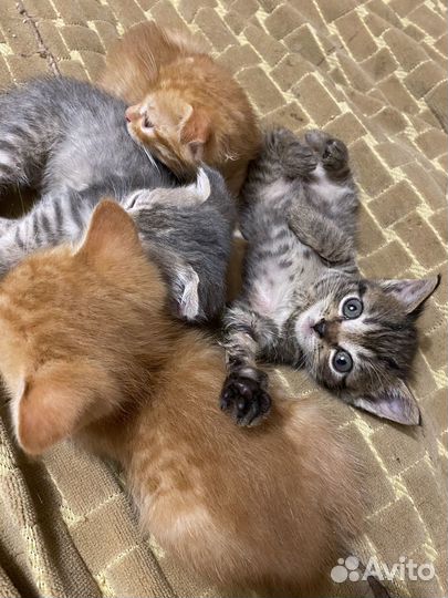 Котята в добрые руки