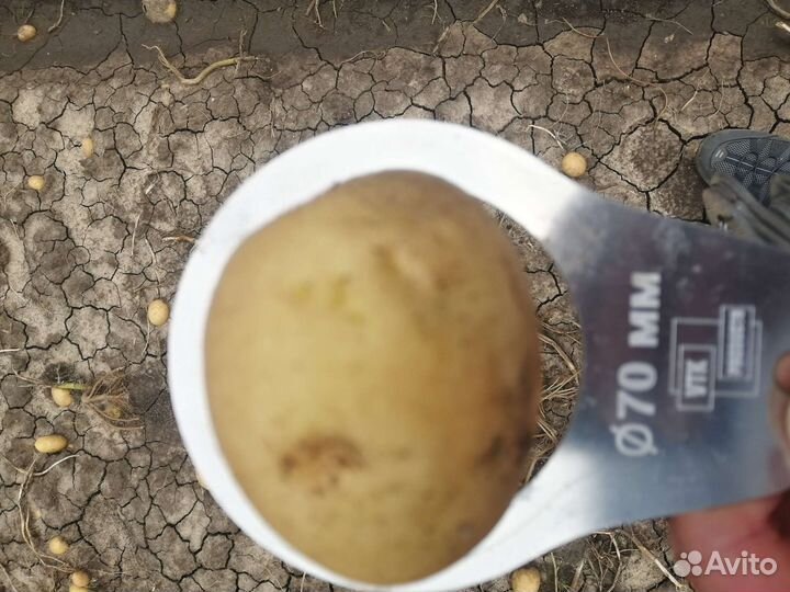 Картофель оптом