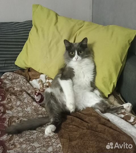 Сибирский кот