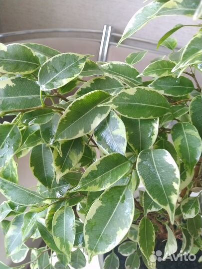 Фикус бенджамина