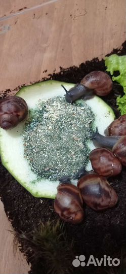 Улитки архахатины