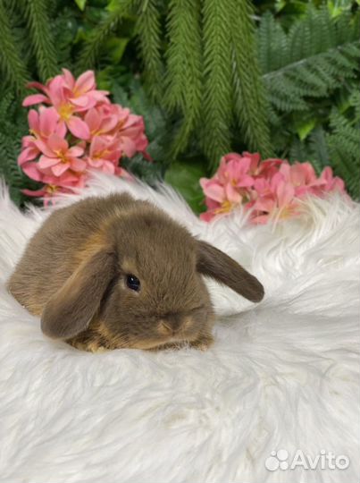 МиниЛоп редкого окраса