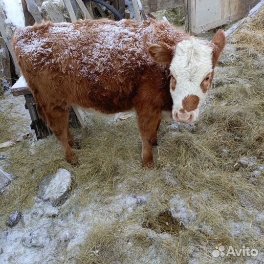 Тёлки 9 месяцев