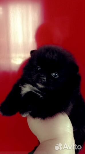 Померанский шпиц