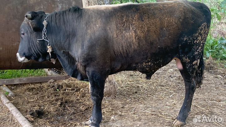 Бык