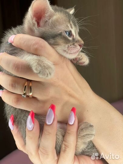 Саванна кошка