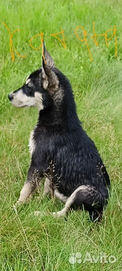 Щенок в добрые руки бесплатно