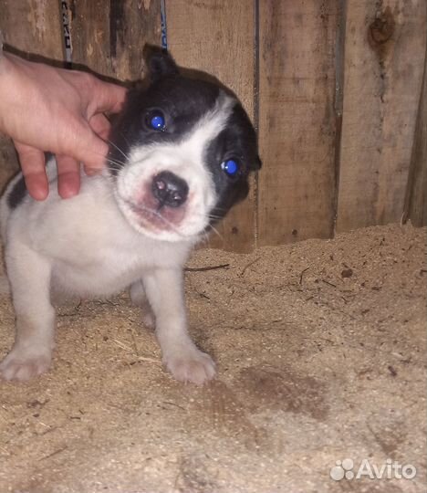 Щенок питбуля