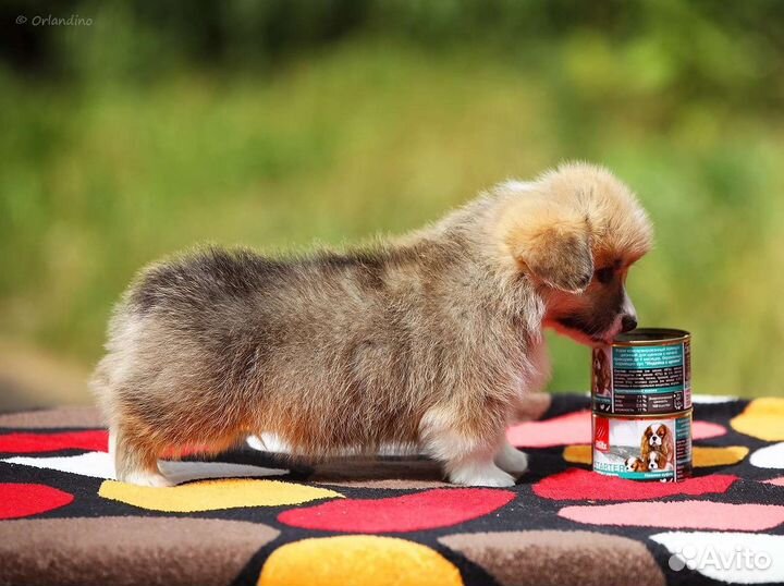 Вельш-корги пемброк щенок мальчик