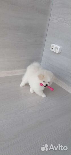 Щенки шпица