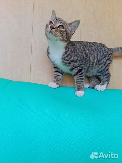 Котята бесплатно
