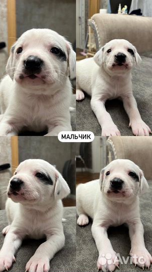 Щенки курцхаара