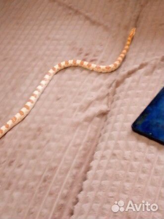 Маисовый полоз