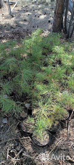 Кедр корейский