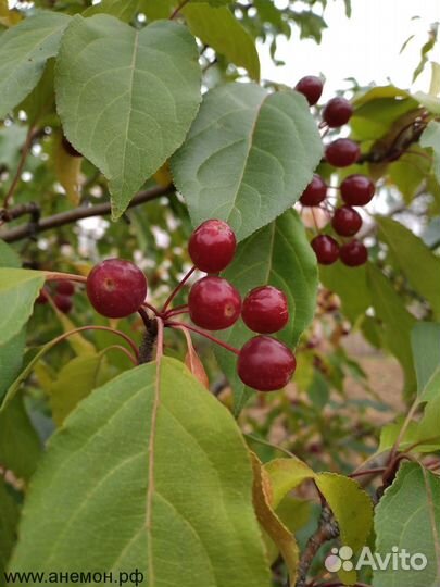 Экзотические яблони в ассортименте
