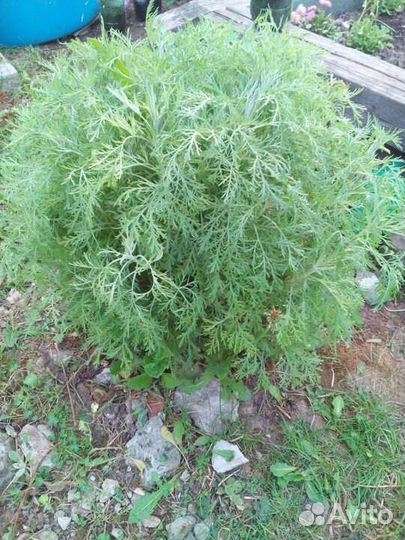 Полынь божье дерево,Рябинолистник,Лён,манжетка