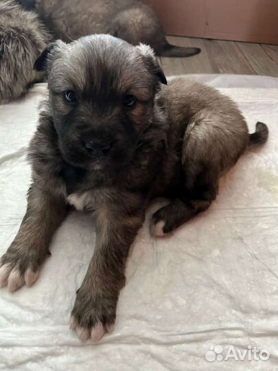 Собака щенки