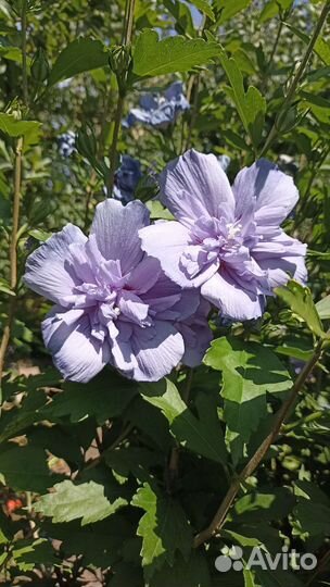 Гибискус махровый древесный