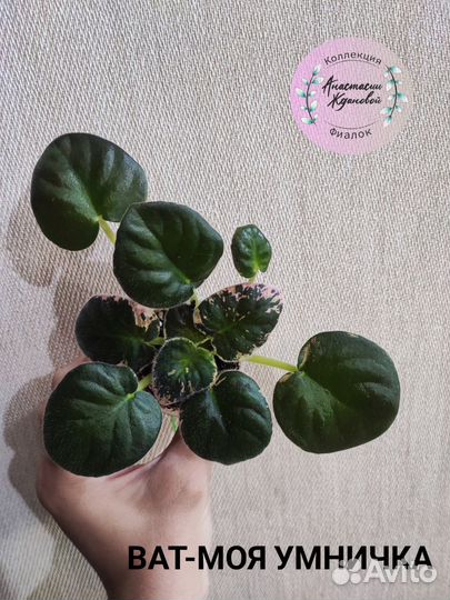 Фиалки стартеры