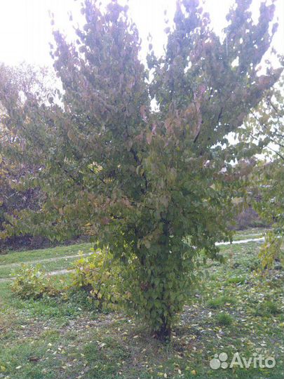 Кизил саженцы