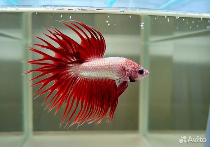 Рыбка Петушок вуалевый, коронохвостый, супердельта