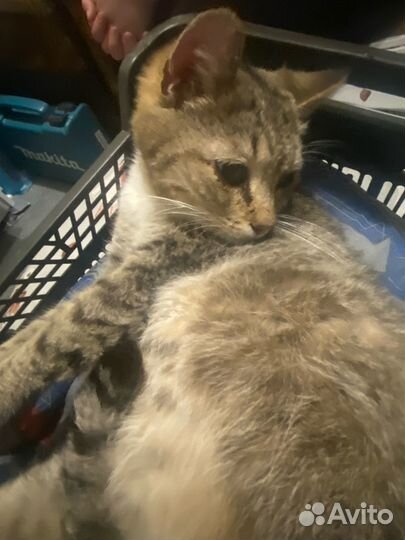 Кошечка в добрые руки