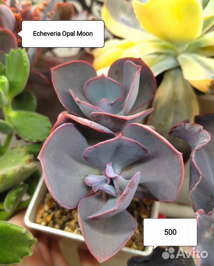 Суккуленты, эхеверии