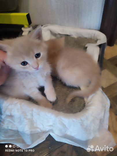 Котята 1 месяц